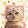 Gatitos Cute😻1🇲🇽Clásica 16