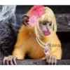 🐒 Muy monitos 🐒 12