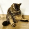 hyper_cats 11