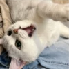 IG: @Mashu.cat 3 6