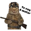 Gatitos 12