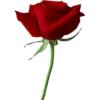 Flowers 10 11