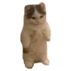 CAT REACTIONS 10