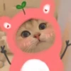 Gatitos Cute😻1🇲🇽Clásica 17
