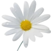 Flowers 10 12