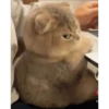 kittys 17