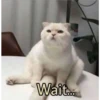 kittys 19