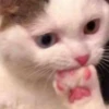 hyper_cats 14