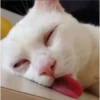 kittys 20