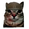 CAT REACTIONS 11