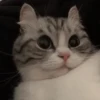 hyper_cats 15