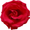 Flowers 10 15