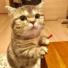 hyper_cats 16