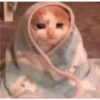 kittys 21