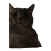 CAT REACTIONS 12