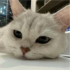 IG: @Mashu.cat 3 8