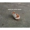kittys 23