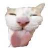 CAT REACTIONS 13