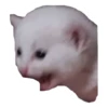 CAT REACTIONS 14