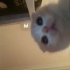 hyper_cats 19