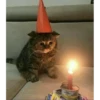 hyper_cats 20