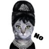 Gatitos 13