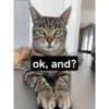 hyper_cats 22