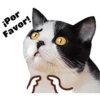 Gatitos 19
