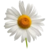 Flowers 10 19