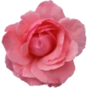 Flowers 10 20
