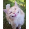 kittys 24