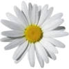 Flowers 10 21