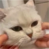 IG: @Mashu.cat 3 9