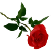 Flowers 10 22