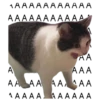 Gatitos 21