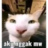 kepunyaan reno 13