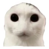 CAT REACTIONS 17