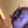 hyper_cats 23