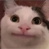 kittys 25