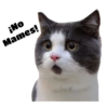 Gatitos 22