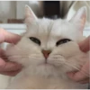 IG: @Mashu.cat 3 10