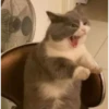 hyper_cats 24