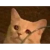 hyper_cats 25
