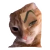 CAT REACTIONS 18