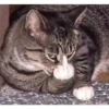 kittys 26