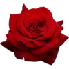 Flowers 10 23