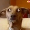 ANIMALITOS 3 27