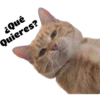 Gatitos 24