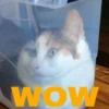 hyper_cats 26