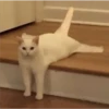 kittys 28